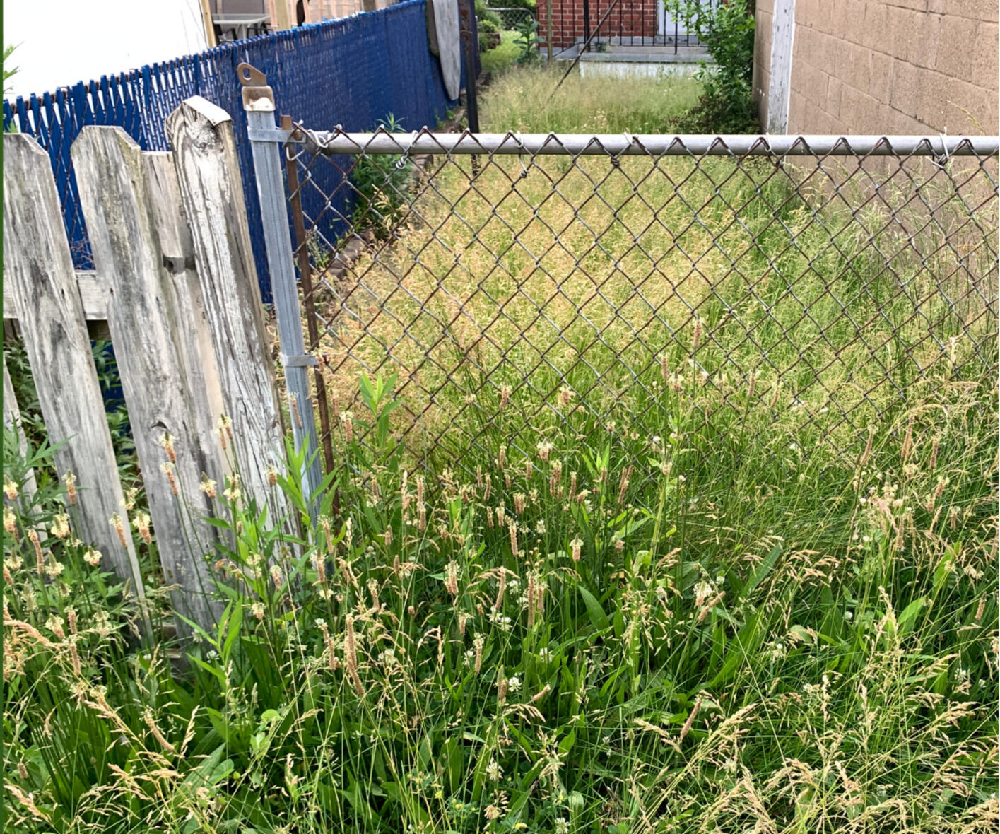 APS-2 OVERGROWN YARD